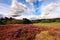 Scottish fields of heather