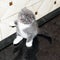 Scottish fold bicolor kitten licking in the kitchen