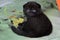 Scottish fold , the black , blue-eyed baby , Cat