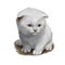 Scottish Fold breed of domestic cat with natural dominant-gene mutation. Lop-eared or lops, longhaired called Highland