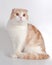 Scottish fold cat