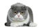 Scottish fold cat, 5 years old, lying