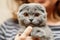 Scottish fold cat