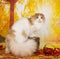 Scottish fold cat on autumn background