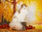 Scottish fold cat on autumn background