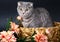 Scottish fold cat in a basket with flowers.