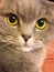 Scottish fold cat with big orange eyes