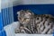 Scottish fold cat breed in the cage at the veterinary clinic after surgery, recovering from anesthesia. Anesthesia in