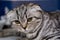 Scottish fold cat breed in the cage at the veterinary clinic after surgery, recovering from anesthesia. Anesthesia in