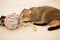 Scottish Fold cat, brown tabby. The cat sniffs the protea flower.