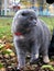 Scottish Fold, cat cat walks on a leash