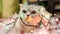 Scottish Fold Cat With Christmas Garland And Tinsel