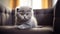 Scottish Fold Cat close up sitting on the sofa adorable