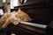 Scottish Fold cat face sleep on the piano\\\'s keyboard.