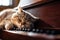 Scottish Fold cat face sleep on the piano\\\'s keyboard.