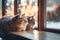 Scottish Fold cat face sleep beside window and blur exterior view through window of snowing, tree and light bokeh.