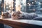 Scottish Fold cat face sleep beside window and blur exterior view through window of snowing, tree and light bokeh.