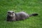 Scottish fold cat on the green grass