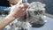 Scottish fold cat growls while shearing. A female Barber shaves a cat with a clipper.