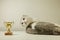 Scottish fold cat with his award. Champion Cat lying on the Table with His Trophy. cat`s show