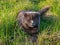 Scottish Fold cat lies in the green grass.