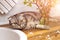 Scottish fold cat lies in kitchen in sunlight. Cozy home scandinavian interior. Gray striped pet, yellow eyes