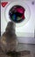 Scottish Fold, cat looks at the washing machine