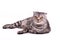 Scottish fold cat lying