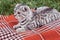 Scottish Fold cat lying