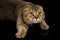 Scottish fold Cat Lying and Raising forward paws Black