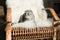 Scottish fold cat lying on rocking chair with woolly blanket