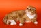 Scottish fold cat on an orange background.