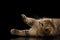 Scottish fold Cat Playful Lying, Raising up Paws Black