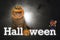 Scottish fold cat, pumpkin head witch doll, word says halloween for Halloween celebration background