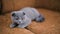 Scottish fold cat resting on the sofa. Funny gray cat