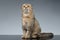 Scottish Fold Cat Sits on Gray Mirror