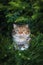 Scottish fold cat sitting in the garden with green grass. Calico cat looking at camera