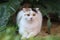 Scottish fold cat sitting in the garden with green grass. Calico cat looking at something. Cute white kittens sitting on grass