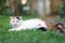 Scottish fold cat sitting in the garden with green grass. Calico cat looking at something. Cute white kittens sitting on grass