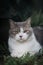 Scottish fold cat sitting in the garden with green grass. Tabby blue cat looking at camera