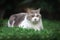 Scottish fold cat sitting in the garden with green grass. Tabby blue cat looking at something in the park