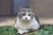 Scottish fold cat sitting on green grass in the garden. Tabby blue cat looking something. Beautiful white cat sitting on the