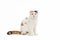 Scottish fold cat sitting on white background. Calico cat looking at camera.Parti-colour cat isolate on white background