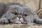 Scottish Fold cat on a sofa