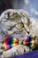 Scottish fold cat in a tie butterfly rainbow colors