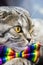 Scottish fold cat in a tie butterfly rainbow colors