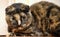 Scottish Fold cat tortoiseshell