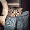 Scottish fold cat in a towel. Wet cat after bathing in a blue towel. Man's hands holding a wet cat in the bathroom