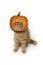 Scottish fold cat wearing big pumpkin hat for Halloween