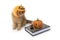 Scottish fold cat wearing halloween pumpkin hat and decorations for Halloween